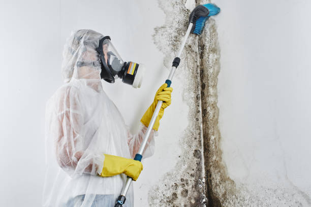 Best Residential Mold Removal  in Niagara Falls, NY