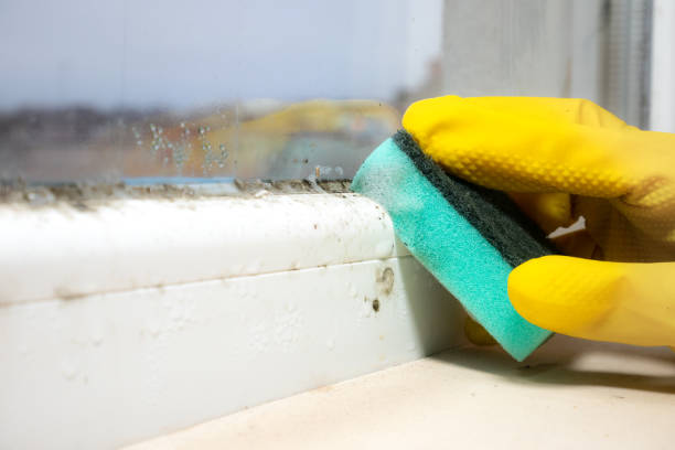 Best Mold Testing and Removal  in Niagara Falls, NY