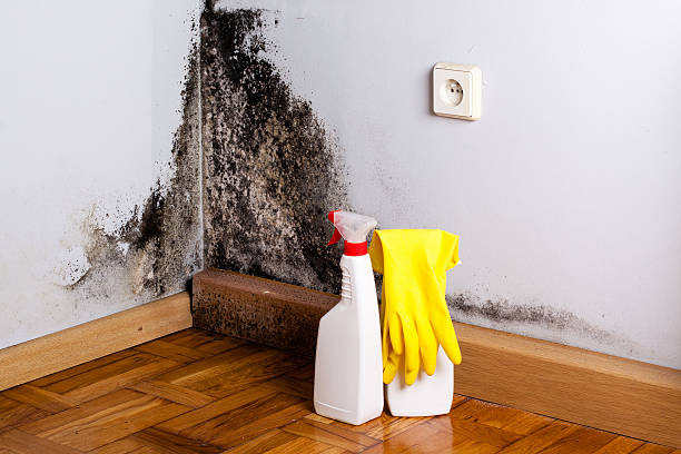 Certified Mold Removal in Niagara Falls, NY
